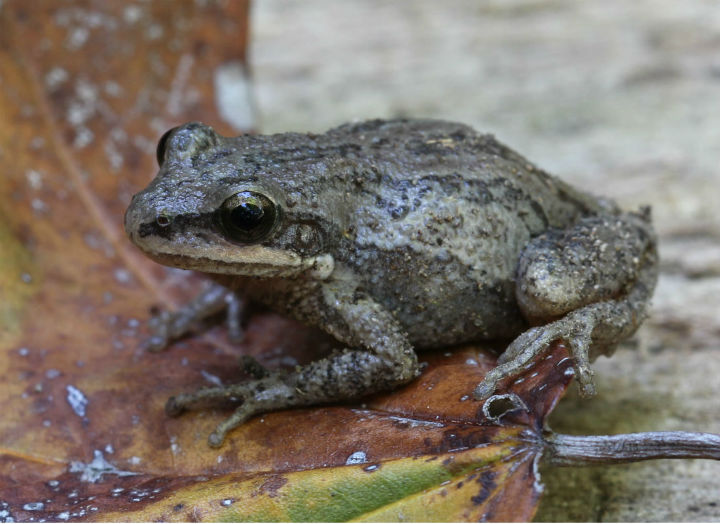 Upland Chorus Frog